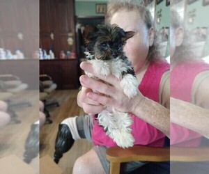 Yorkshire Terrier Puppy for sale in JAMAICA, IA, USA