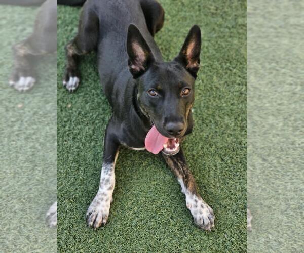 Medium Photo #17 Mutt Puppy For Sale in Rockwall, TX, USA