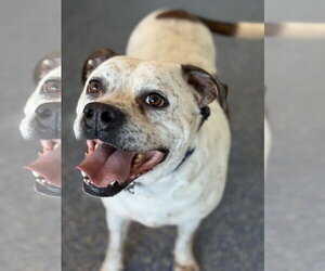 Logan - Male Bulloxer Dog for Adoption - Photo #3
