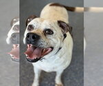Small Photo #3 Bulloxer Puppy For Sale in Phoenix, AZ, USA