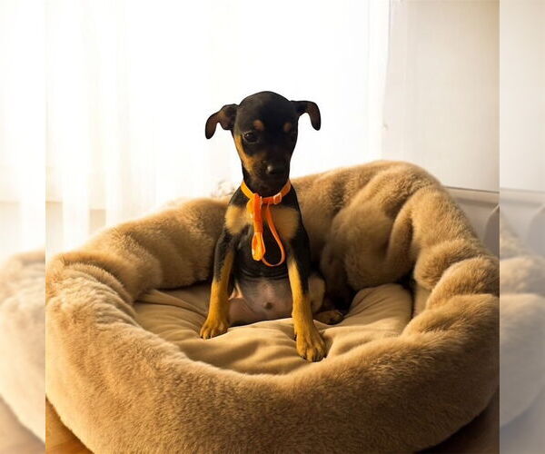 Medium Photo #1 Chiweenie Puppy For Sale in MIDWAY, UT, USA