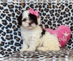 Small Photo #2 Cockapoo-Poodle (Miniature) Mix Puppy For Sale in LAKELAND, FL, USA