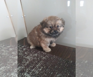 Shiranian Puppy for sale in SHIPSHEWANA, IN, USA