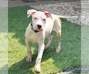 American Staffordshire Terrier Dog for Adoption in SAN FRANCISCO, California USA