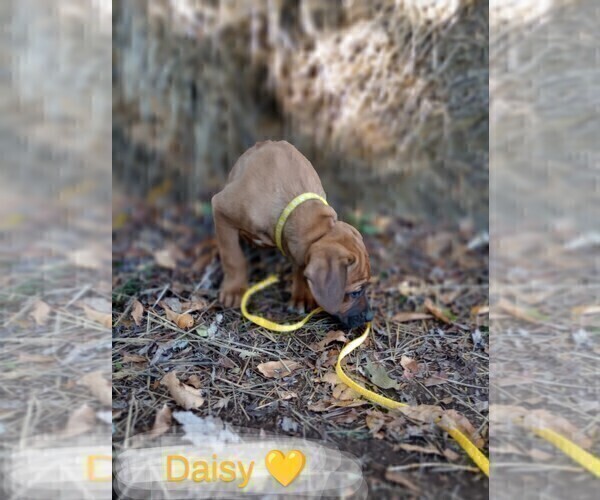 Medium Photo #3 Rhodesian Ridgeback Puppy For Sale in ASBURY, MO, USA