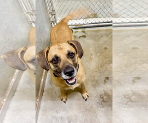 Labrador Retriever-Unknown Mix Dogs for adoption in Crystal, MN, USA