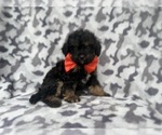 Small #3 Cavapoo (Miniature)
