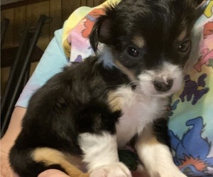 Chihuahua Puppy for sale in DUNCANVILLE, TX, USA