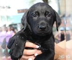Small #2 Labrador Retriever Mix