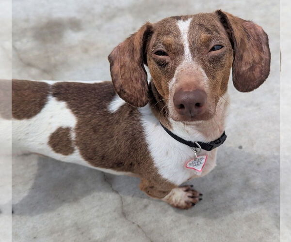 Medium Photo #5 Dachshund Puppy For Sale in Shelbyville, TN, USA