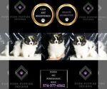 Small Photo #2 Pomeranian Puppy For Sale in WARSAW, IN, USA