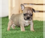 Image preview for Ad Listing. Nickname: SAL CHOCOLATE