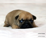 Small Photo #11 French Bulldog Puppy For Sale in WINNSBORO, TX, USA
