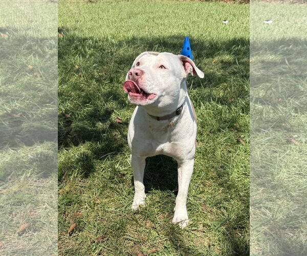 Medium Photo #3 American Bulldog Puppy For Sale in Mooresville, NC, USA