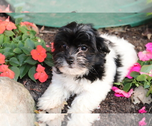 Havanese Puppy for sale in SHILOH, OH, USA
