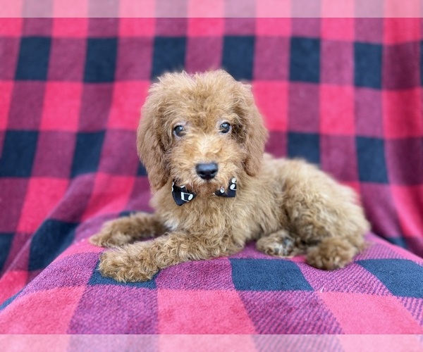 Medium Photo #7 Cock-A-Poo Puppy For Sale in LAKELAND, FL, USA