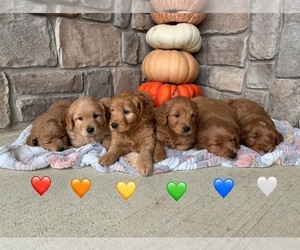 Goldendoodle (Miniature) Puppy for sale in HUDSON, IN, USA