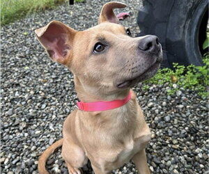 Labrador Retriever-Unknown Mix Dogs for adoption in Anchorage, AK, USA