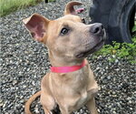 Small Labrador Retriever Mix