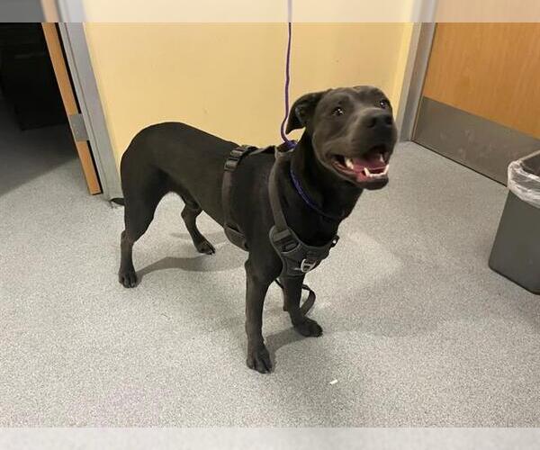 Medium Photo #1 Mutt Puppy For Sale in Orange, CA, USA