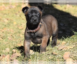 Belgian Malinois Puppy for sale in LA PINE, OR, USA