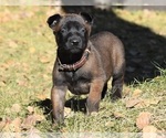 Small Belgian Malinois
