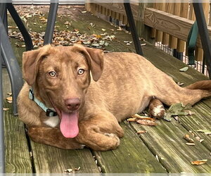 Stevie - Female Mutt Dog for Adoption - Photo #2