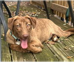 Small Photo #2 Mutt Puppy For Sale in Mount Laurel, NJ, USA