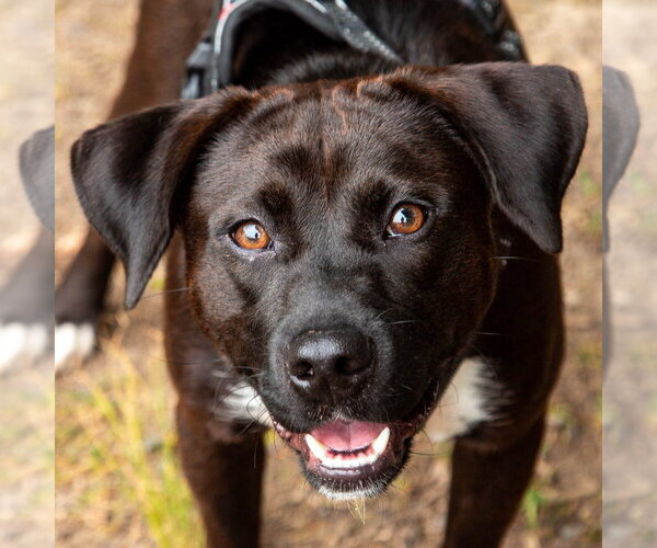 Medium Photo #13 Mutt Puppy For Sale in Canton, CT, USA