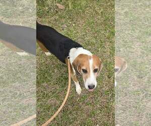 Hightower: Not At shelter (Wendy) - Male Beagle-Unknown Mix Dog for Adoption - Photo #2