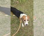 Small #1 Beagle