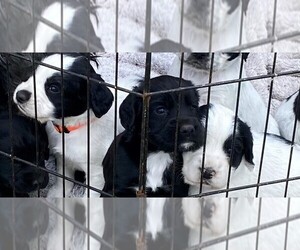 English Cocker Spaniel Puppy for sale in HARWOOD, TX, USA