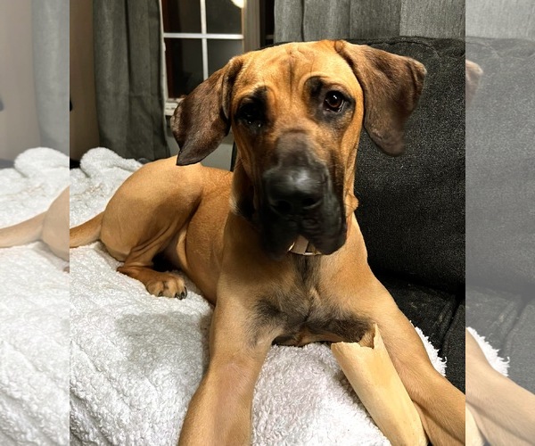 Medium Photo #7 Brazilian Mastiff-Great Dane Mix Puppy For Sale in Jasper, AL, USA