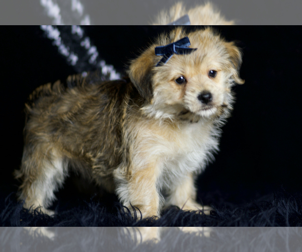 Medium Photo #5 Morkie Puppy For Sale in WARSAW, IN, USA