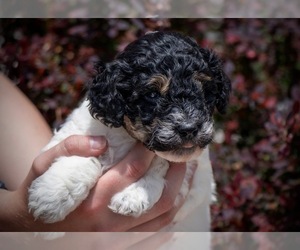 F2 Aussiedoodle Puppy for sale in GOLDEN, CO, USA