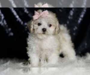 Medium Maltipoo