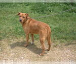 Small #1 Labrador Retriever Mix