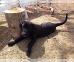 Small Photo #5 Boxador Puppy For Sale in BELEN, NM, USA