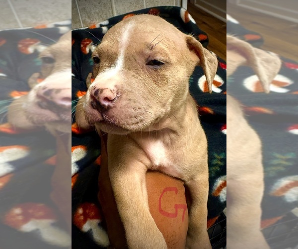 Medium Photo #28 American Bully Puppy For Sale in LAKE STATION, IN, USA