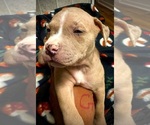 Small Photo #28 American Bully Puppy For Sale in LAKE STATION, IN, USA