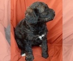 Small Photo #4 Bernedoodle (Miniature) Puppy For Sale in GOSHEN, IN, USA