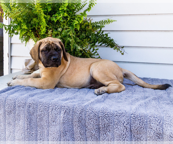 Medium Photo #66 Mastiff Puppy For Sale in WAKARUSA, IN, USA