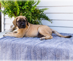 Small Photo #66 Mastiff Puppy For Sale in WAKARUSA, IN, USA