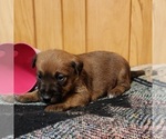 Small Photo #3 Irish Terrier Puppy For Sale in WATERLOO, NY, USA