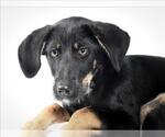 SUNSHINE - Female German Shepherd Dog-Unknown Mix Dog for Adoption - Small photo