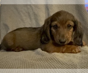 Dachshund Puppy for sale in LAWSON, MO, USA