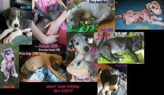 Great Dane Puppy for sale in MINNEAPOLIS, MN, USA