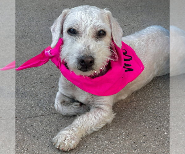 Medium Photo #5 Poodle (Miniature)-Unknown Mix Puppy For Sale in Newport Beach, CA, USA