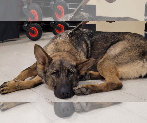 Medium Photo #2 German Shepherd Dog Puppy For Sale in Centreville, VA, USA