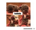 Small Photo #5 French Bulldog Puppy For Sale in PLACERVILLE, CA, USA